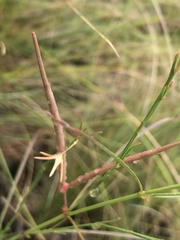 Brachystelma chloranthum