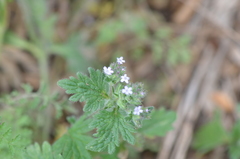 Glandularia quadrangulata