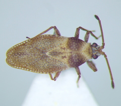 Oncochila simplex