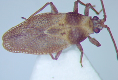 Oncochila simplex