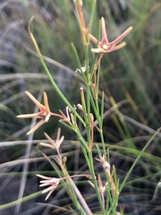 Brachystelma chloranthum