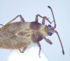 Oncochila simplex