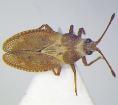 Oncochila simplex