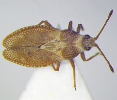 Oncochila simplex