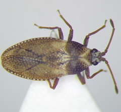 Oncochila simplex