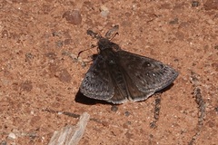 Erynnis brizo