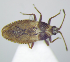 Oncochila simplex