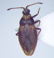 Oncochila simplex