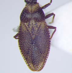 Oncochila simplex