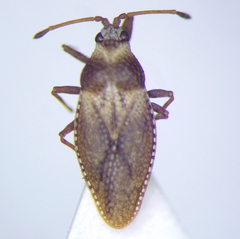 Oncochila simplex