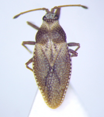 Oncochila simplex
