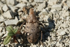 Leucophyes pedestris