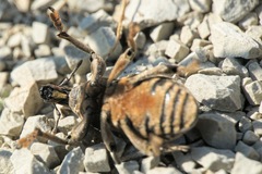 Leucophyes pedestris