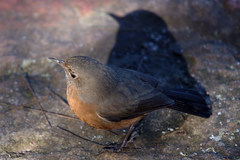 Rockwarbler photo 3