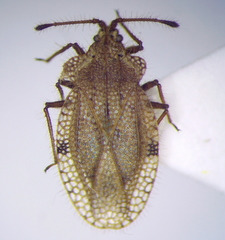 Tingis ciliaris