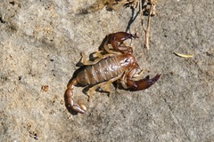Euscorpius sicanus