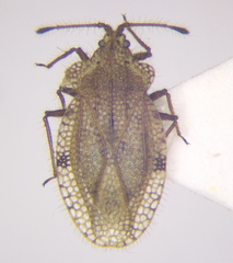 Tingis ciliaris