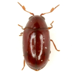 Calymmaderus nitidus