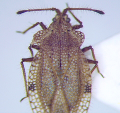 Tingis ciliaris