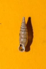 Cochlodina comensis