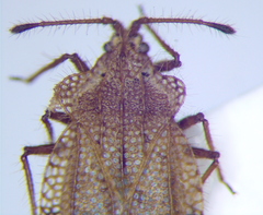 Tingis ciliaris