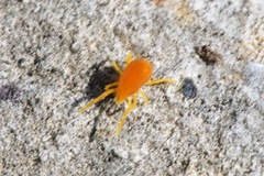 Labidostommatidae
