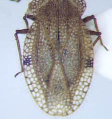Tingis ciliaris
