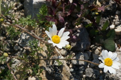 Anthemis chia