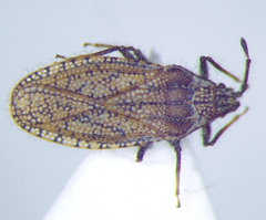 Tingis pauperata