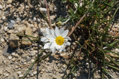 Anthemis chia