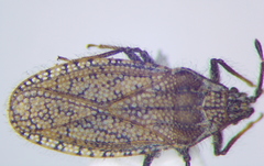 Tingis pauperata