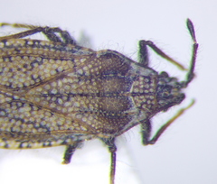 Tingis pauperata