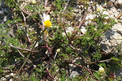 Anthemis chia