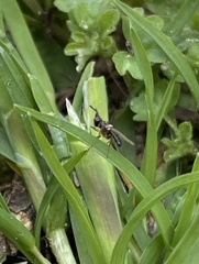 Prochyliza xanthostoma