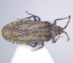Tingis pauperata