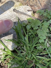 Prochyliza xanthostoma