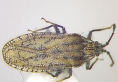 Tingis pauperata