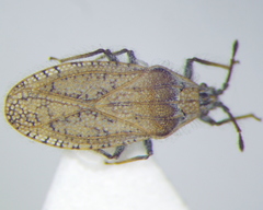 Tingis pauperata