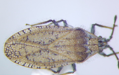 Tingis pauperata