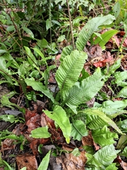 Leptochilus pedunculatus