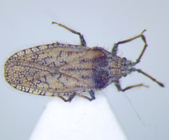 Tingis pauperata