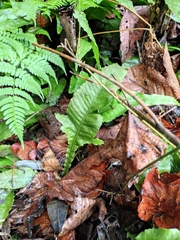 Leptochilus pedunculatus