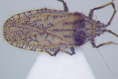 Tingis pauperata