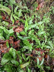 Leptochilus pedunculatus