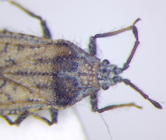 Tingis pauperata