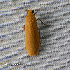 Paralithosia shaowuica