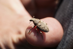 Leucophyes pedestris