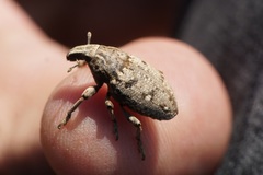 Leucophyes pedestris