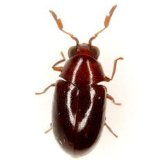 Calymmaderus nitidus