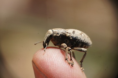 Leucophyes pedestris